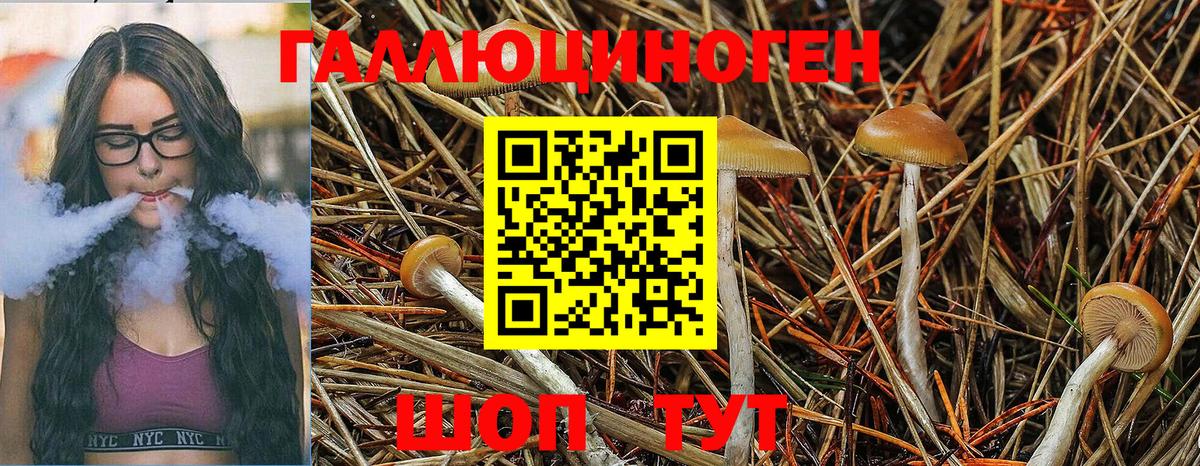 Галлюциногенные грибы GOLDEN TEACHER  Вход с VPN  Псилоцибиновые грибы Psilocybe  Сокол 
